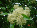 Nanny berry,Sheep berry,sweet viburnum